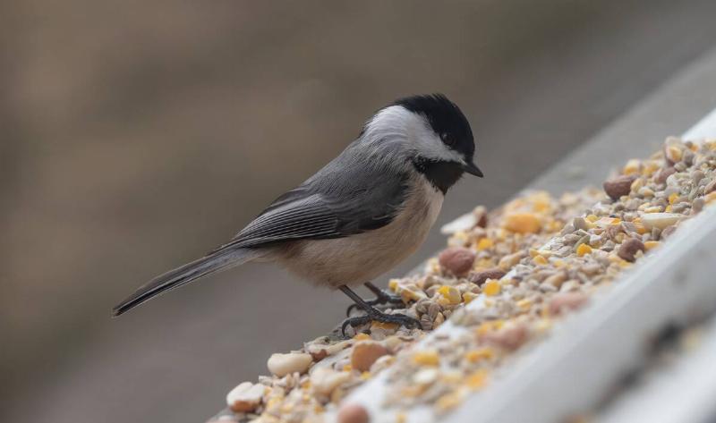 A close photo of a chikadee on a bird feeder.