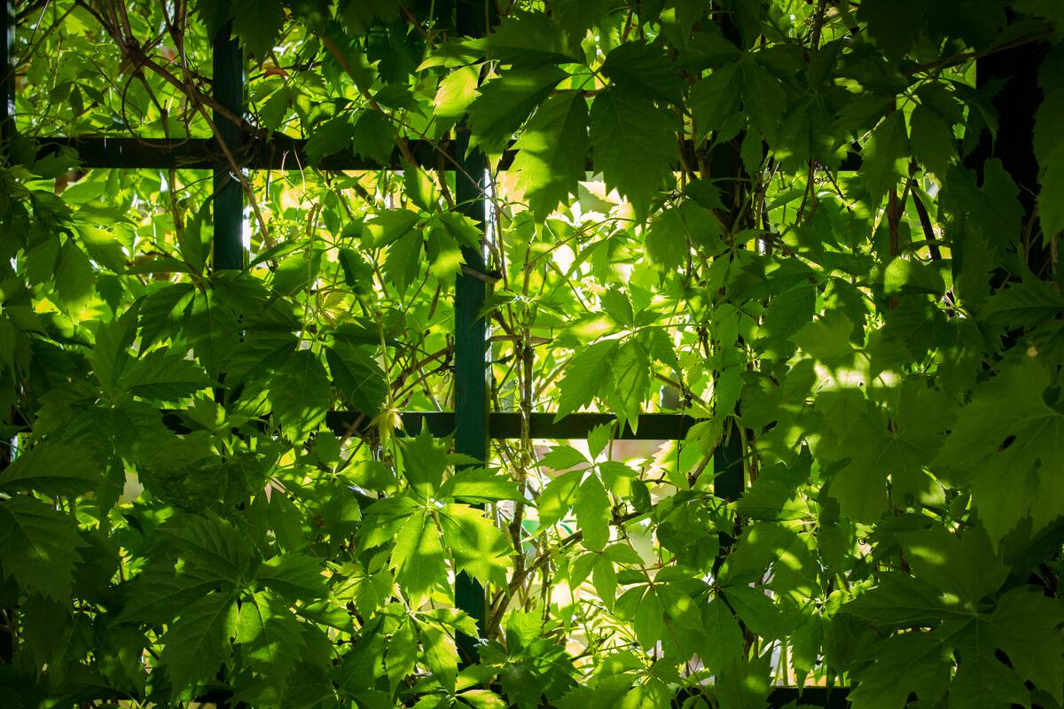Green garden at sunrise