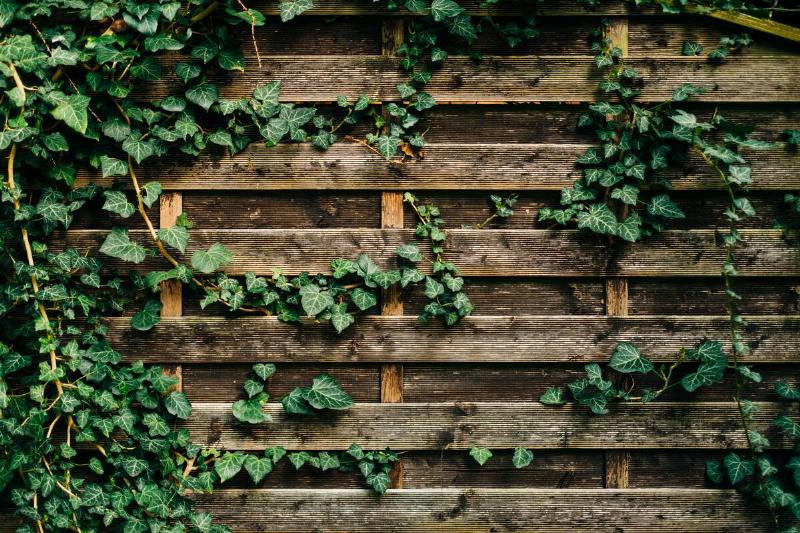 Old wooden fence overgrown with wild ivy, texture background, copy space
