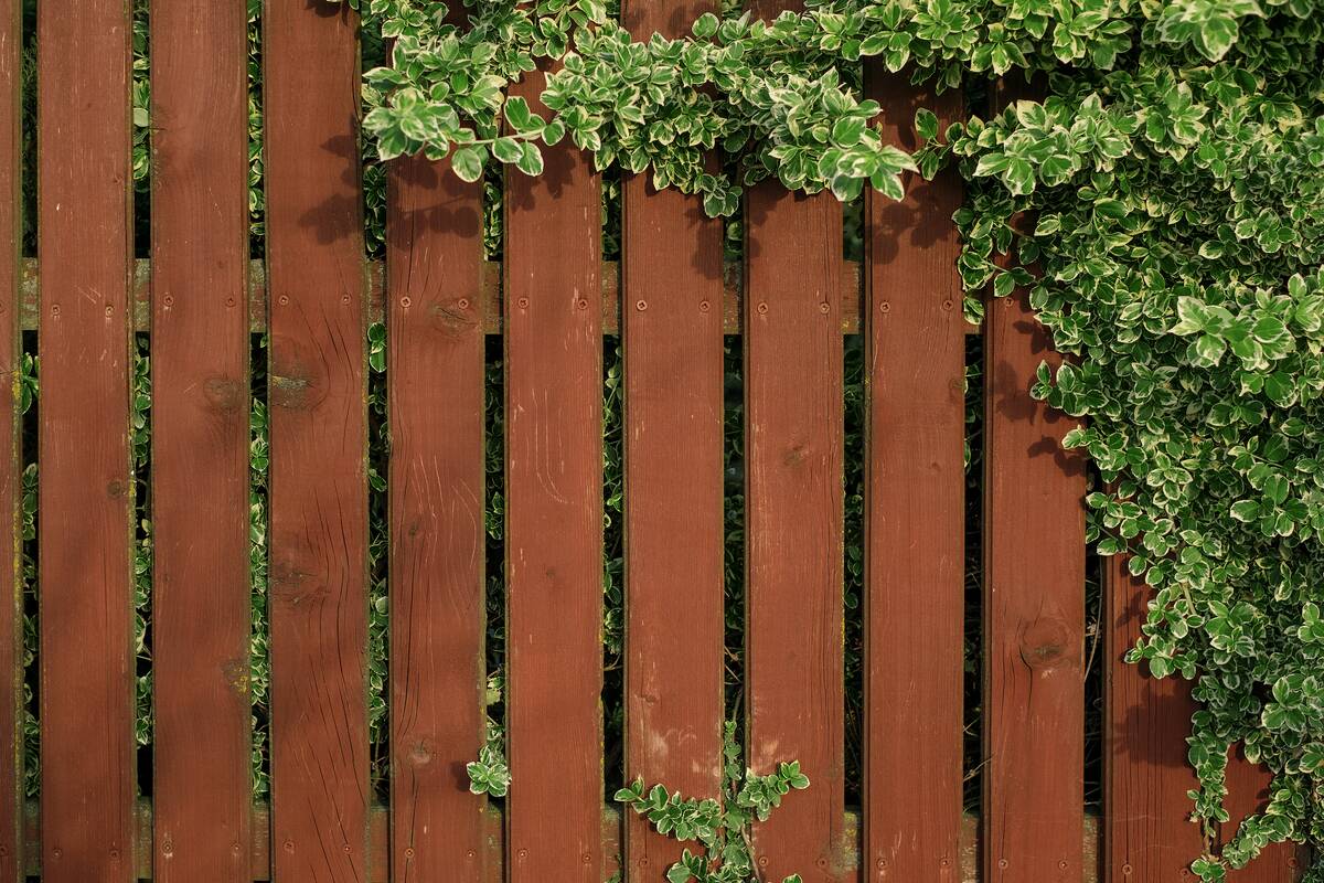 An old aged red-brown-colored fence, entwined with branches of a plant with striped leaves. Background with copy space