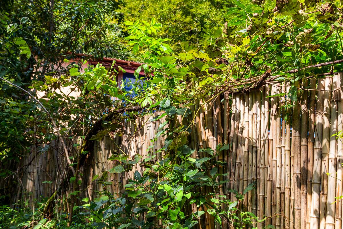 travel to Georgia - bamboo fence overgrown with green vines in Mirveti village in Adjara on sunny autumn day