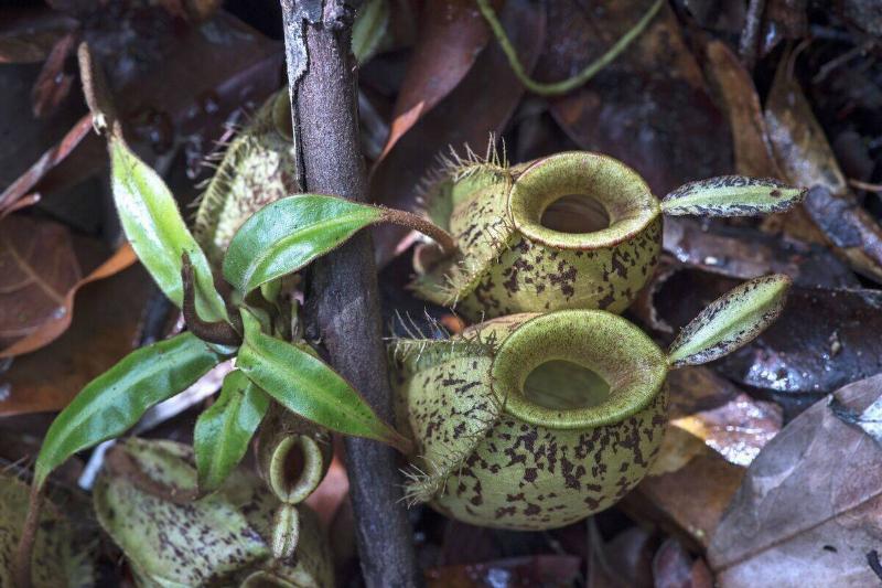 Ground pitchers of pitcher plant, Nepenthes ampullaria, in situ, Pitcher plant family, Nepenthaceae, Kinabatangan river flood plain, Sabah, Borneo, Malaysia