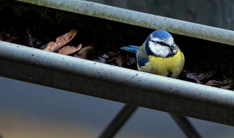 A small bird in a home's gutter.
