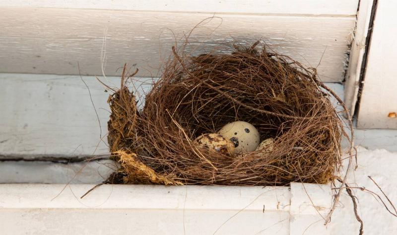 A bird nest with eggs in a home's gutter.