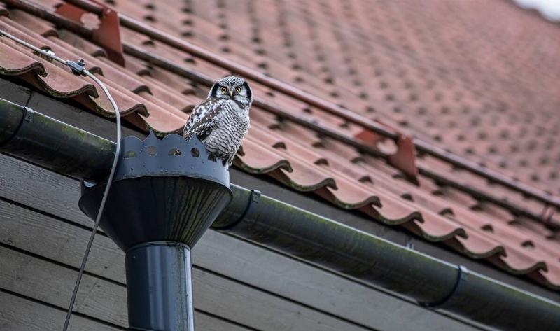 A small owl on a home's gutter.