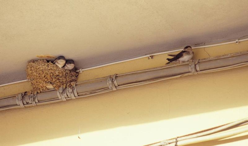 A swallow nest and a few swallows under the eaves of a home.