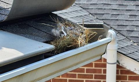 A messy bird nest in a home's gutters.