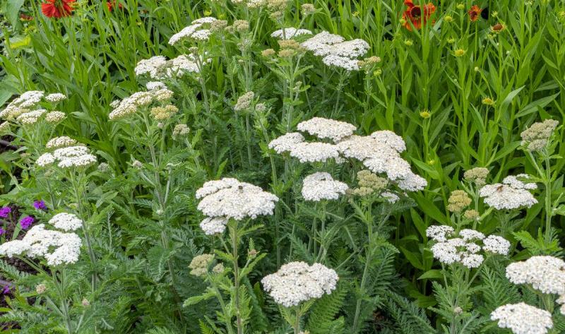 A grouping of yarrow plants.