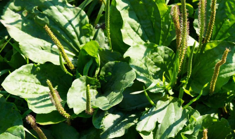 A bundle of broadleaf plantain.