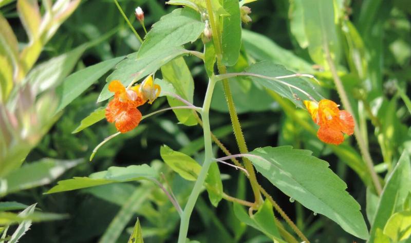 A closeup of two jewelweed flowers.