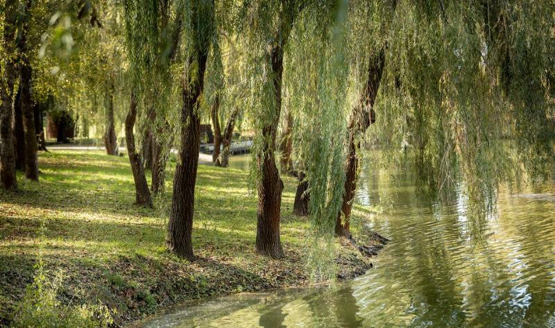 A grouping of willow trees next to a small river.
