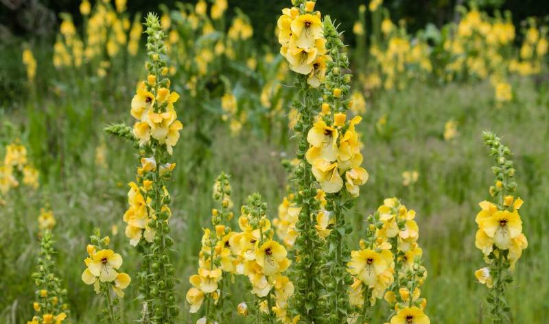 Shoots of mullein flowers.