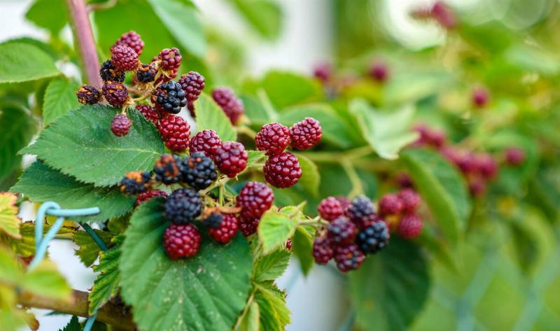 A wild blackberry bush.
