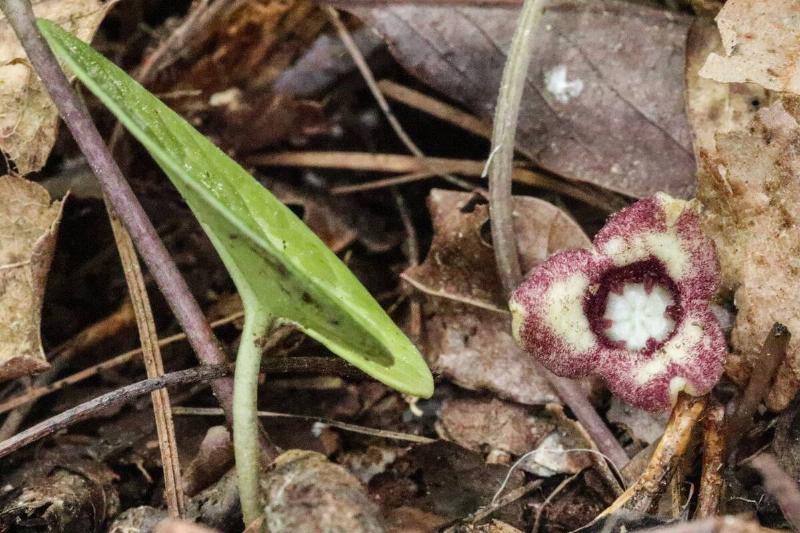 A Dwarf-flowered Heartleaf plant.