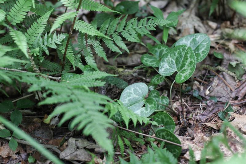 A Dwarf-flowered Heartleaf plant.