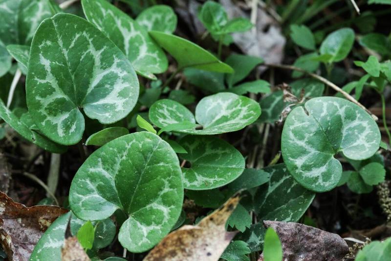 A Dwarf-flowered Heartleaf plant.