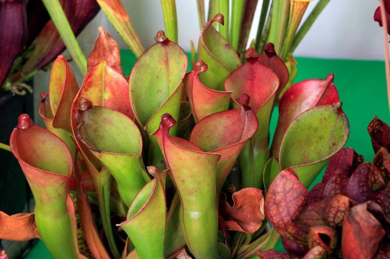 Heliamphora Minor. Hybrid. Carnivorous Plant. Pianta Carnivora