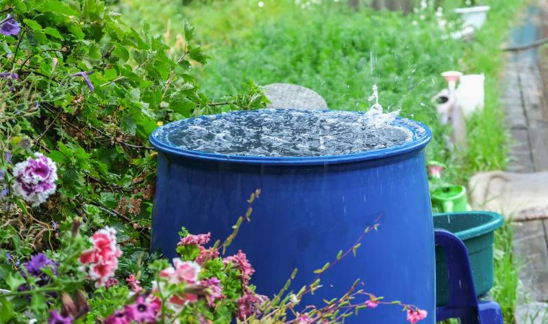 A rainwater barrel outside collecting water.