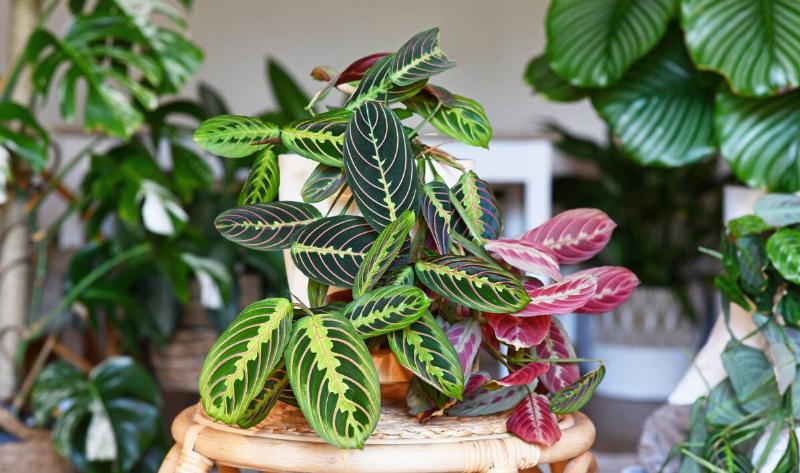 A houseplant on a stool.