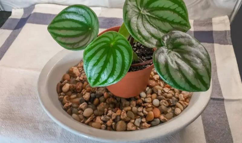 A small houseplant on a pebble tray.