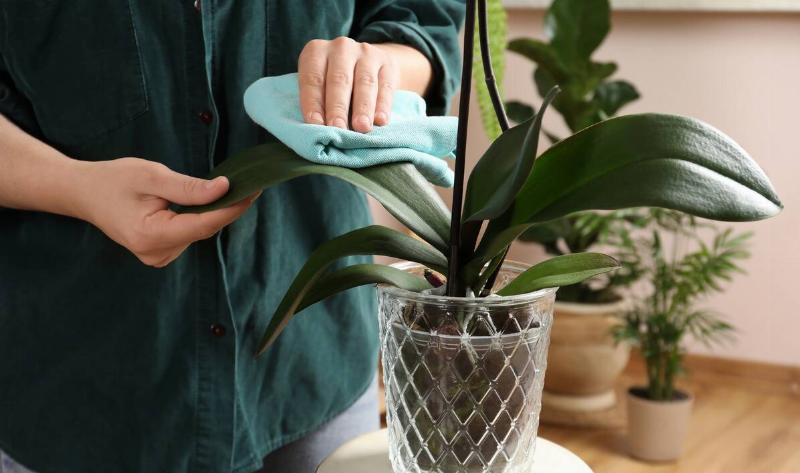 A person wiping a plant leaf with a cloth.