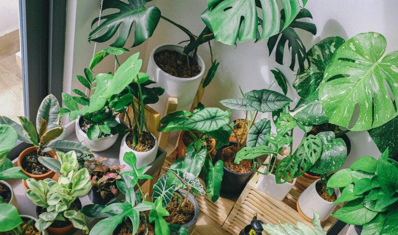 An aerial shot of a bunch of houseplants.