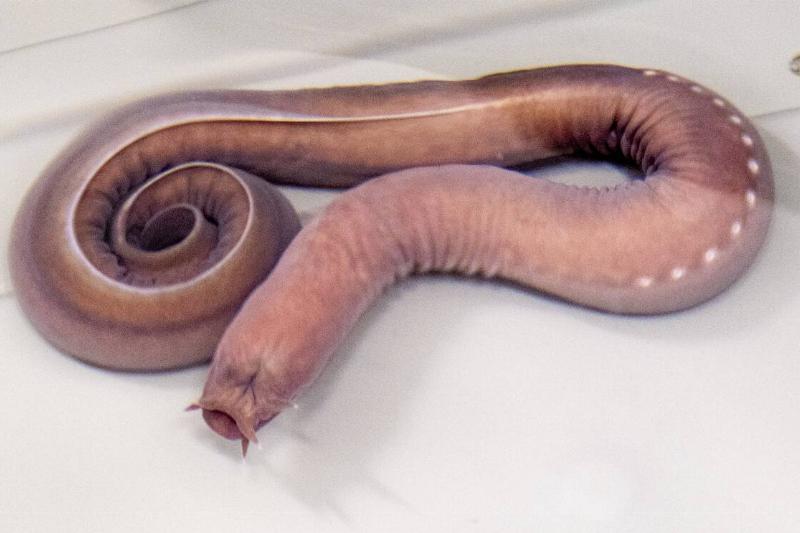 Keck Center Researchers at Chapman University