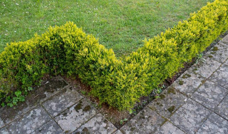 A low, short hedge lining a stone tile path.