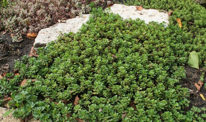 A section of non-grass ground cover in a garden.