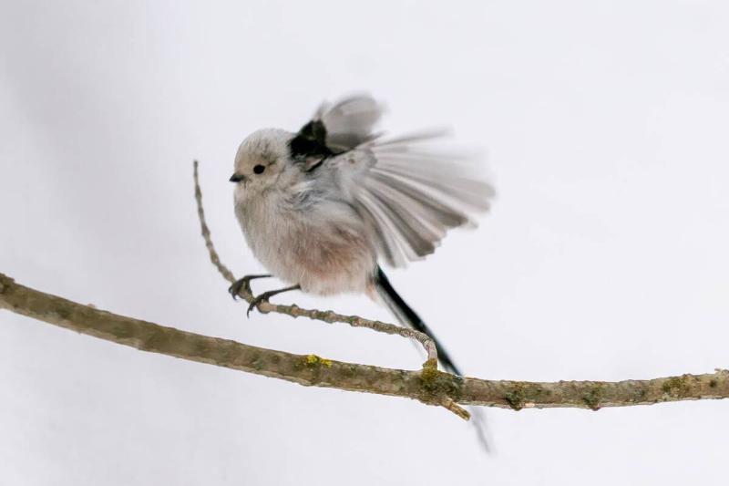 Bird sitting on a twig and shaking off wings.