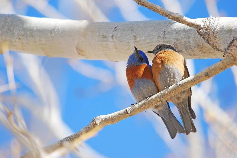 Two birds, snuggled together.