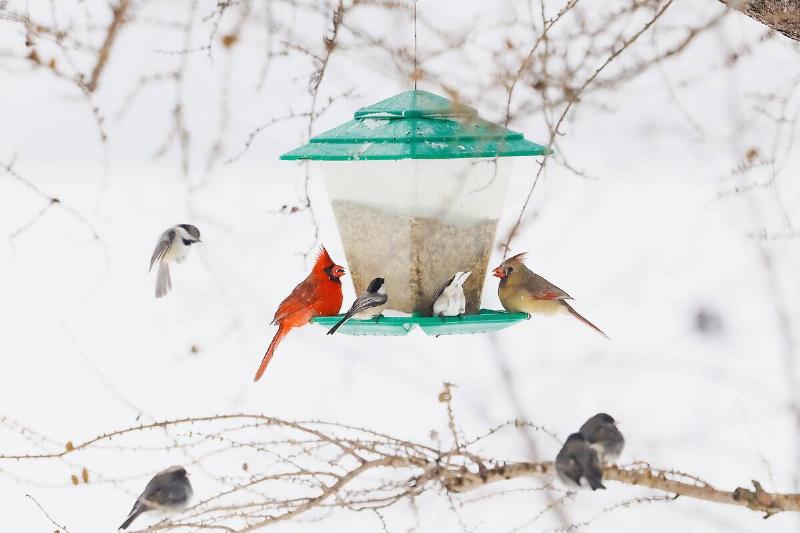Group of different birds hanging out around a bird feeder. 