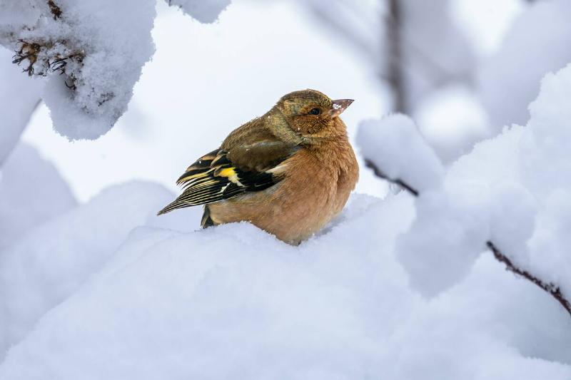 Closeup of a male chaffinch sitting on a snow covered tree.