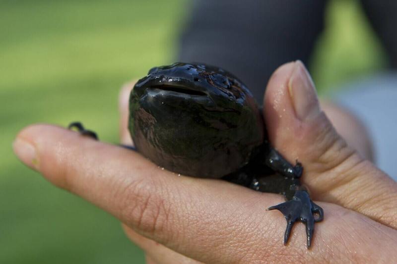 MEXICO-NATURE-ANIMALS-AXOLOTL
