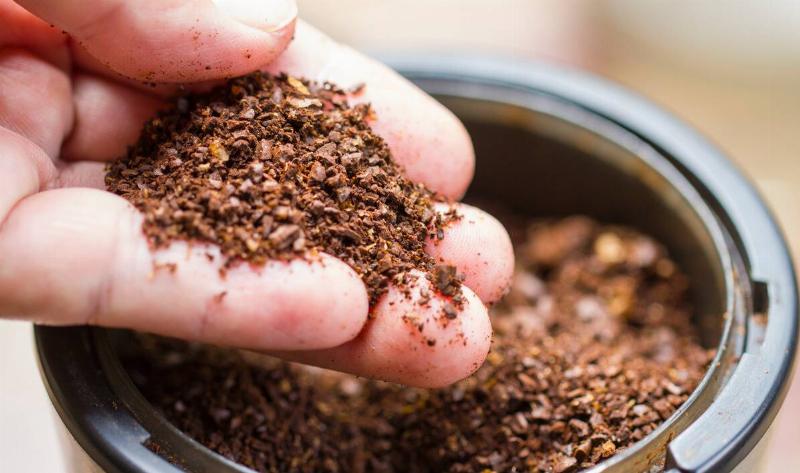 A hand holding a small handful of coffee grounds.