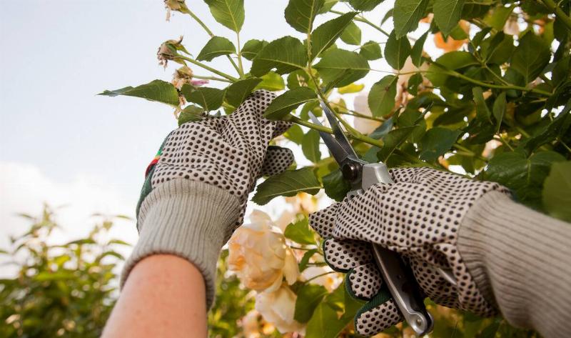 A pair of hands in garden gloves snipping a bush with shears.