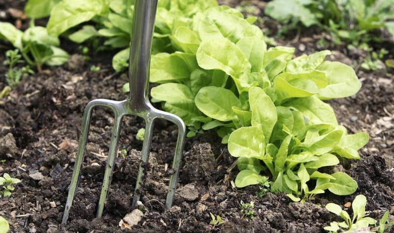 A garden fork stuck in the dirt.