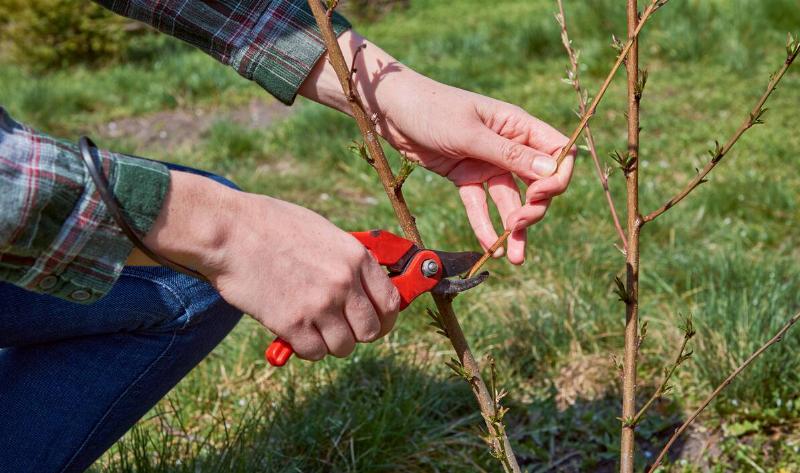 A person using pruning sheers to cut a branch off a small tree.