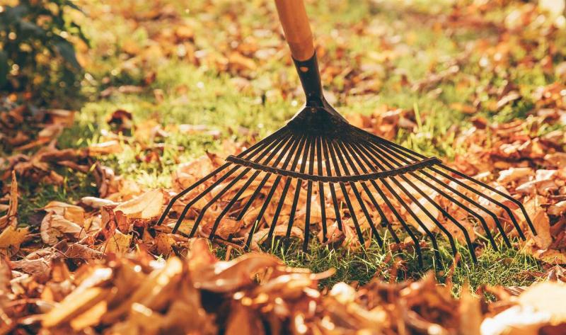 A rake raking up autumn leaves.