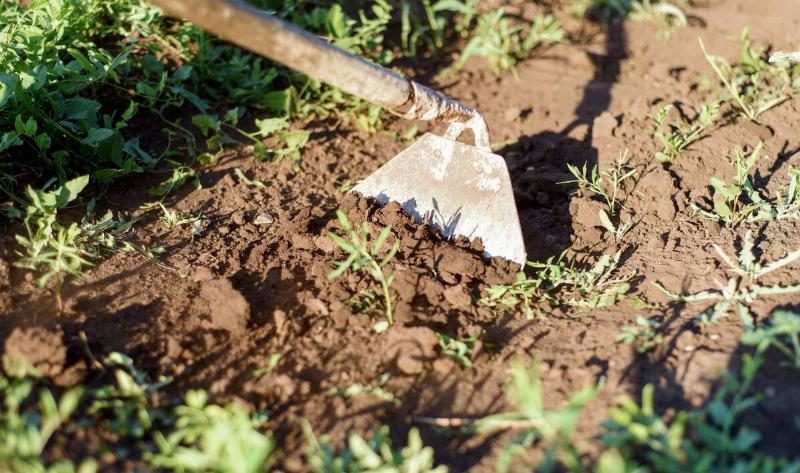 A hoe digging into the dirt.