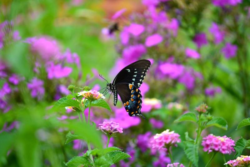 A blue-orange spicebush swallowtail butterfly on a flower.