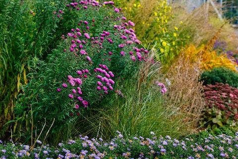 Some bright, blooming flowers in a garden.