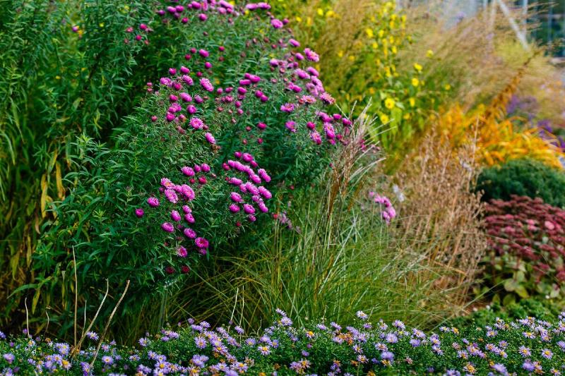 Some bright, blooming flowers in a garden.