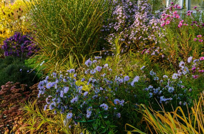 Some bright, blooming flowers in a garden.