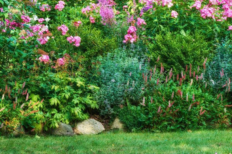 A lush section of garden.