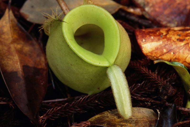 NEPENTHES AMPULLARIA