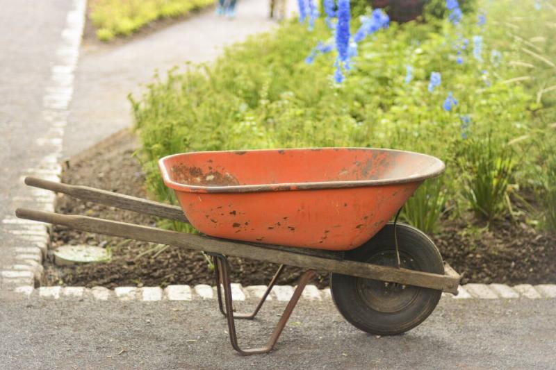 Old rusty wheelbarrow cart in the garden.