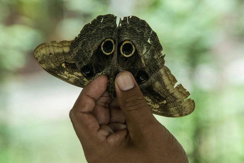 Owl butterfly, Amazon River, Peru.