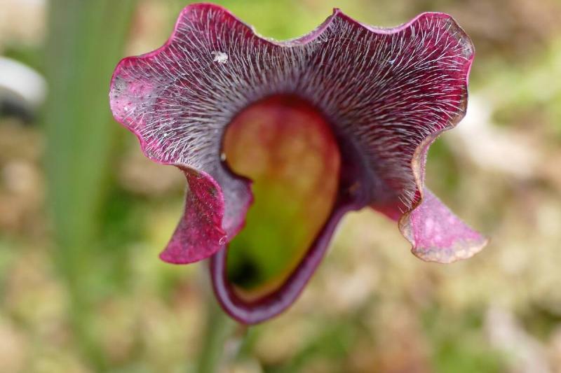 Pinguicula, commonly known as the butterwort.