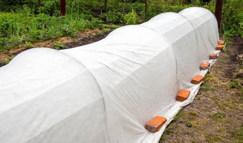 A long plastic sheet cover for a row of plants, using a wire frame and bricks to weigh it down.